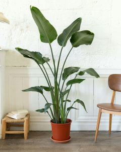 plantes Strelitzia stanislas bergamotte bloomyrama