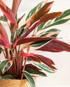 Plante calathea Lino Bergamotte bloomyrama