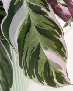 Livraison plantes tiffany Calathea bergamotte bloomyrama