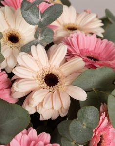 Bouquet de germinis roses monsieur marguerite comparateur bloomyrama