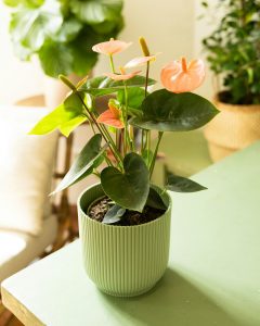 Anthurium plante fleurie bergamotte bloomyrama