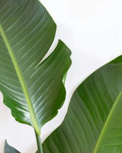 strelitzia rosalie plante verte d'intérieur bergamotte comparateur bloomyrama