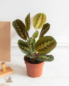 Maranta mathis plante verte d'intérieur bergamotte bloomyrama