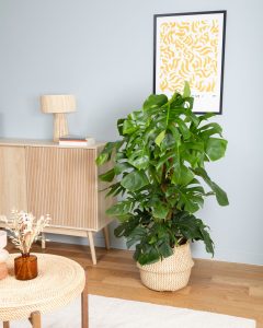 Monstera Monica plante verte d'intérieur bergamotte bloomyrama