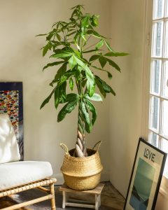 Pachira torsadé plante verte bergamotte bloomyrama