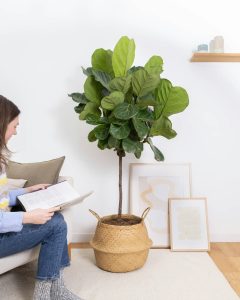 Ficus herbert livraison plantes bergamotte bloomyrama