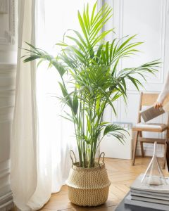 palmier marius en pot plantes d'intérieur bergamotte bloomyrama