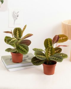 Maranta mathis plante verte d'intérieur bergamotte bloomyrama