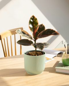 Ficus philomene livraison plantes d'intérieur bergamotte bloomyrama