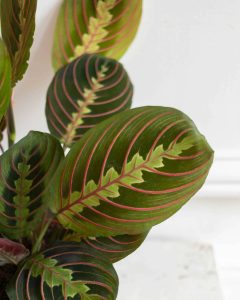 Maranta mathis plante verte d'intérieur bergamotte bloomyrama