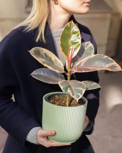 Ficus philomene livraison plantes d'intérieur bergamotte bloomyrama