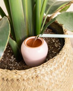 Ficus herbert livraison plantes bergamotte bloomyrama