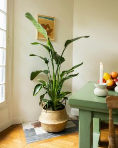 plantes Strelitzia stanislas bergamotte bloomyrama