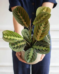 Maranta mathis plante verte d'intérieur bergamotte bloomyrama