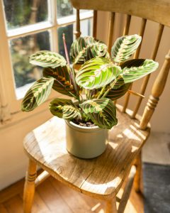 Maranta mathis plante verte d'intérieur bergamotte bloomyrama