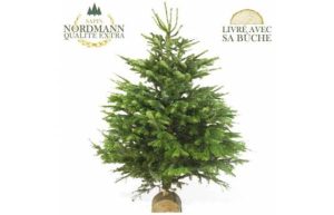 Sapin de noël nordmann livraison agitateur floral comparateur bloomyrama