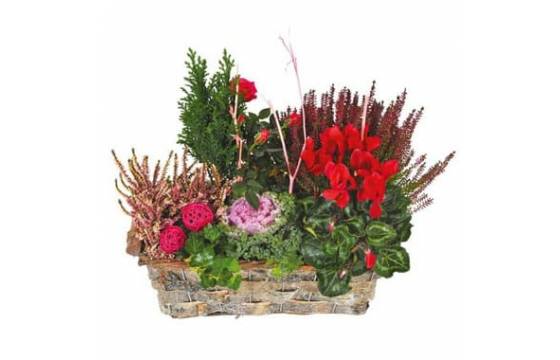 Coupe de plantes fleuries pour deuil Morphée Livraison L'agitateur floral comparateur de fleurs bloomyrama