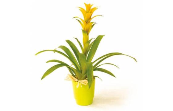 Plante fleurie Guzmania jaune livraison fleurs Agiateur floral Comparateur Bloomyrama