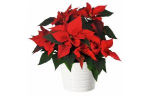 poinsettia rouge en fleurs livraison agitateur floral comparaison bloomyrama