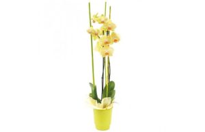 orchidée jaune intensité livraison agitateur floral comparateur bloomyrama