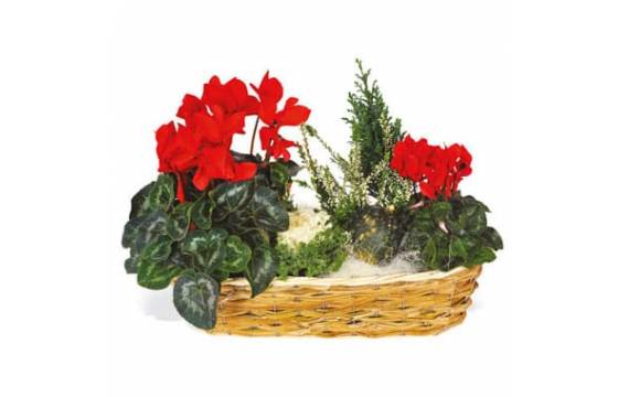 Panier de plantes fleuries deuil cyclamen livraison Agitateur floral comparaison bloomyrama