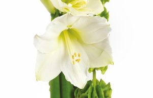 Composition blanche chic amaryllis roses renoncules Agitateur floral bloomyrama