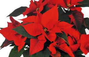 poinsettia rouge en fleurs livraison agitateur floral comparateur bloomyrama