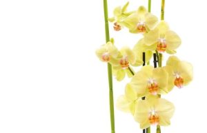 orchidée jaune intensité dans son pot livraison agitateur floral comparateur bloomyrama