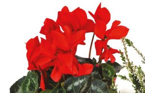 Etincelle Coupe de plantes fleuries deuil cyclamen livraison Agitateur floral comparateur bloomyrama