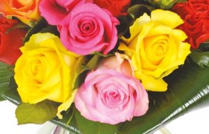 Bouquet roses multicolores peps livraison roses Agitateur Floral Comparateur Bloomyrama