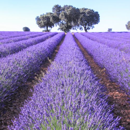 lavande bloomyrama le comparateur de fleurs