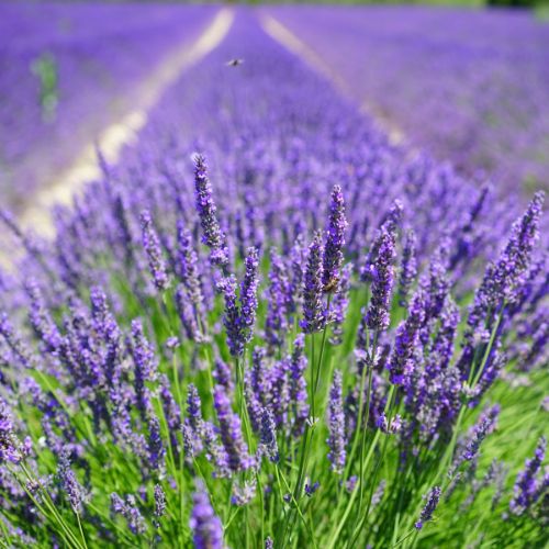 lavande bloomyrama le comparateur de fleurs