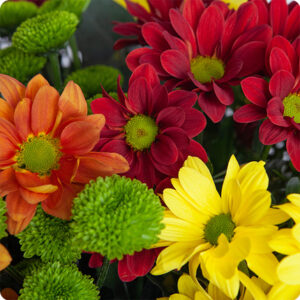 Bouquet rond de chrysanthèmes couleurs variées livraison 123fleurs comparateur de fleurs bloomyrama