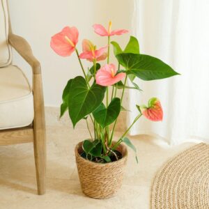 Plante exotique fleuries anthurium Interflora sur le comparateur bloomyrama.com