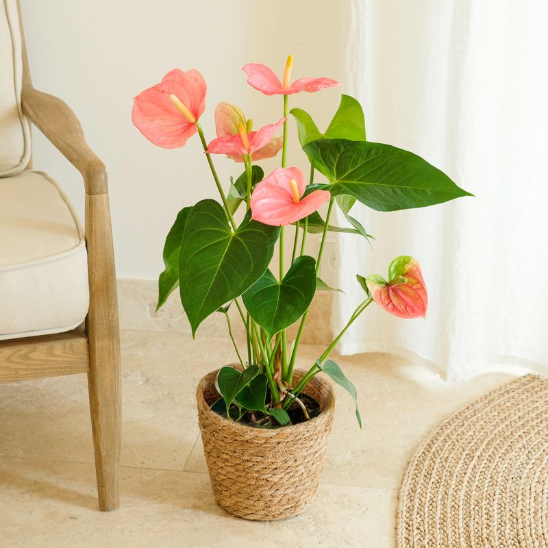 Plante exotique fleuries anthurium Interflora sur le comparateur bloomyrama.com