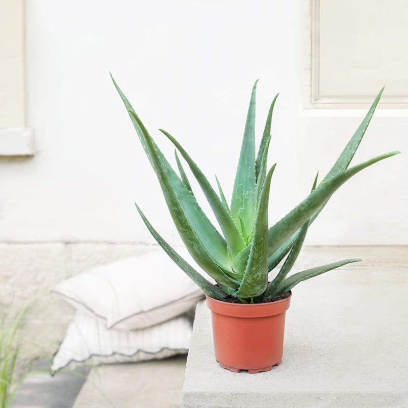 aloe vera livraison plantes interflora comparateur de fleurs bloomyrama