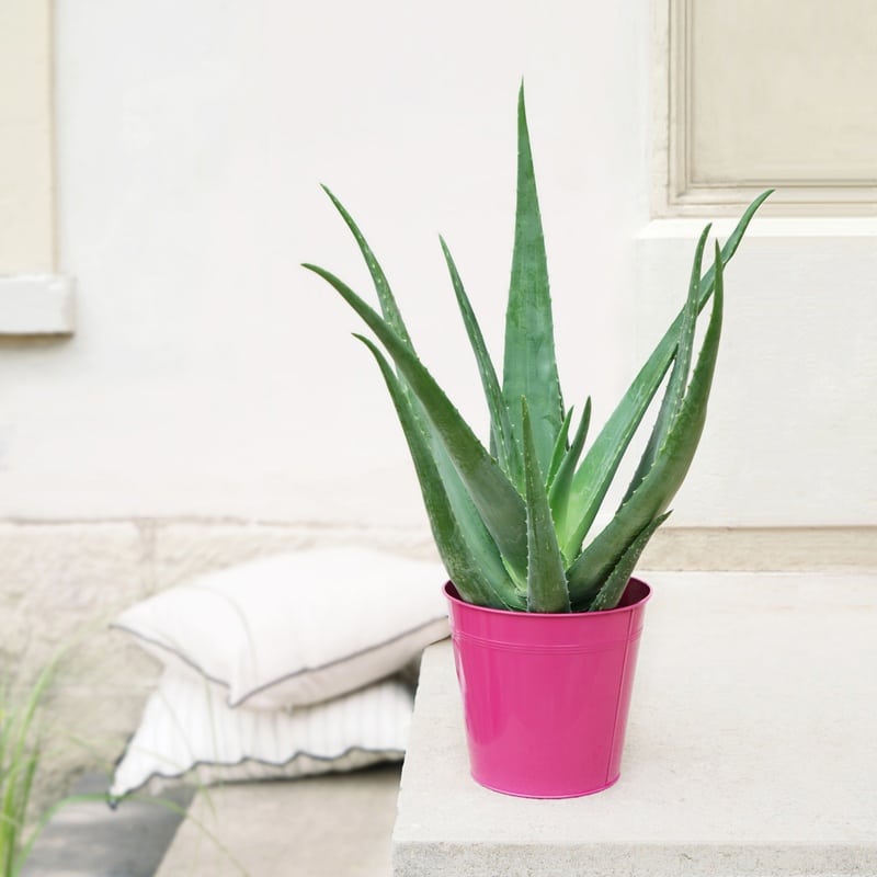 Aloe vera cache-pot livraison interflora comparateur bloomyrama