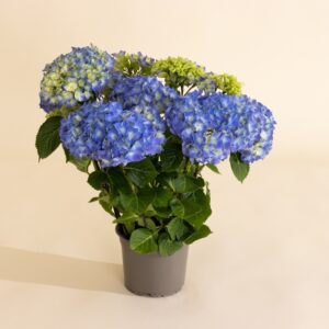 Hortensia bleu Interflora comparateur bloomyrama