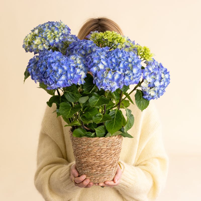 Hortensia bleu avec son cache-pot Interflora comparaison sur bloomyrama