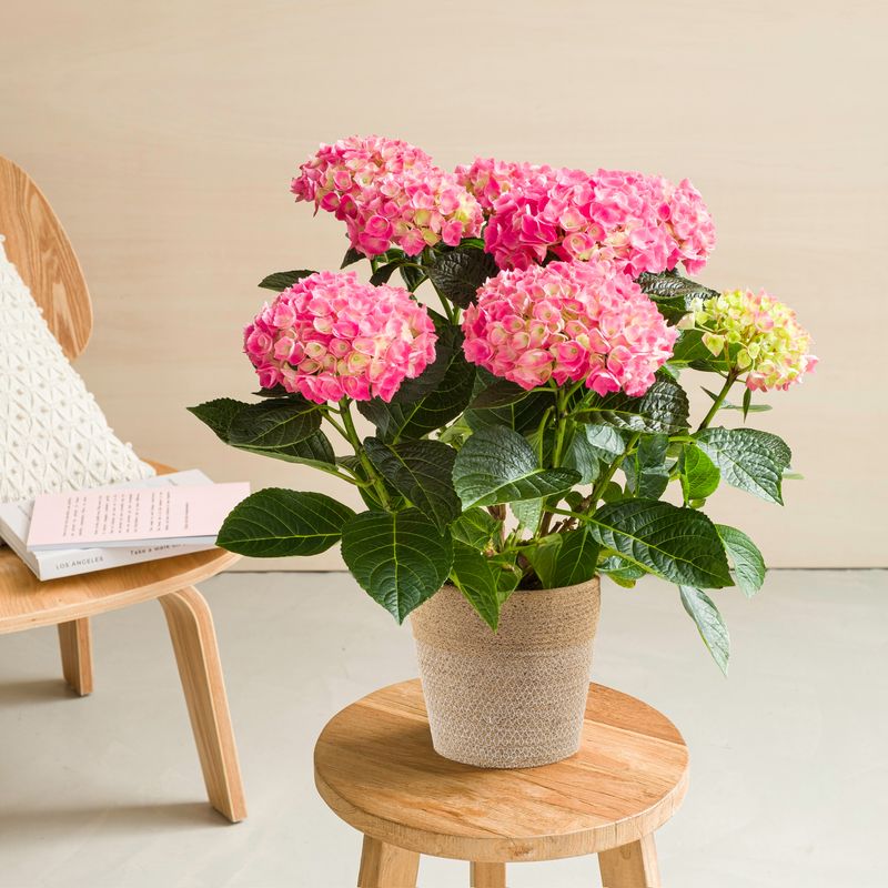 Hortensia rose avec cache-pot livraison plantes interflora comparateur bloomyrama