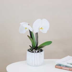 orchidée phalaenopsis singolo avec cache-pot livraiosn interflora comparateur de fleurs bloomyrama