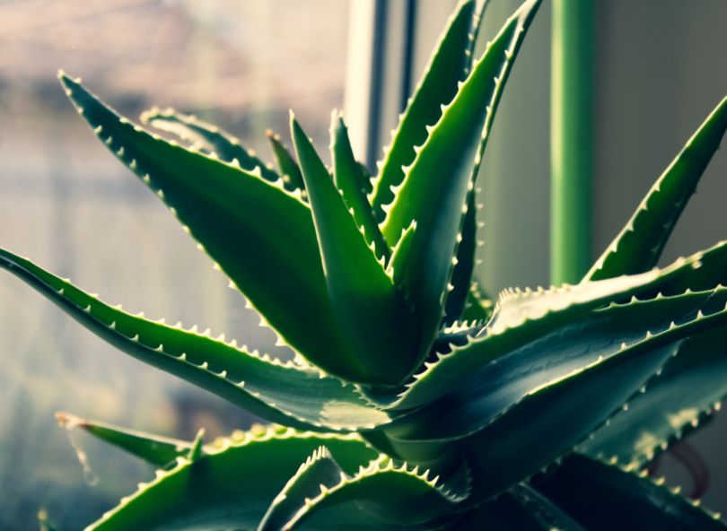 aloe vera comparaison et livraison bloomyrama