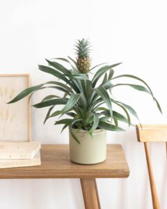 Plante exotique Ananas Comosus Livraison Bergamotte Comparateur de fleurs Bloomyrama