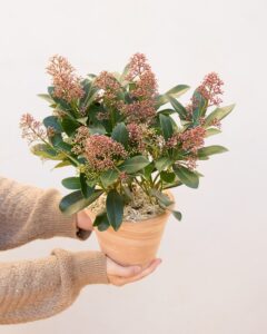 Skimmia Edouard plante Bergamotte comparateur bloomyrama