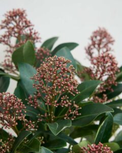 Skimmia Edouard livraison plantes Bergamotte comparateur bloomyrama