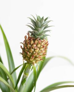 Ananas Comosus Livraison Bergamotte Comparateur Bloomyrama