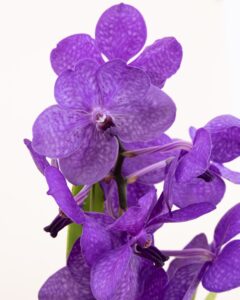 Orchidée Vanda violette livraison Bergamotte Comparaison de fleurs Bloomyrama