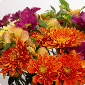 Bouquet coloré automne Yuma Chrysanthèmes et Alstromerias 123fleurs Comparateur bloomyrama