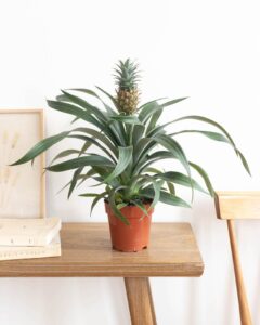 Plante exotique Ananas Comosus Livraison Bergamotte Comparateur Bloomyrama