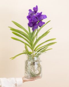 Orchidée Vanda violette livraison Bergamotte Comparateur de fleurs Bloomyrama